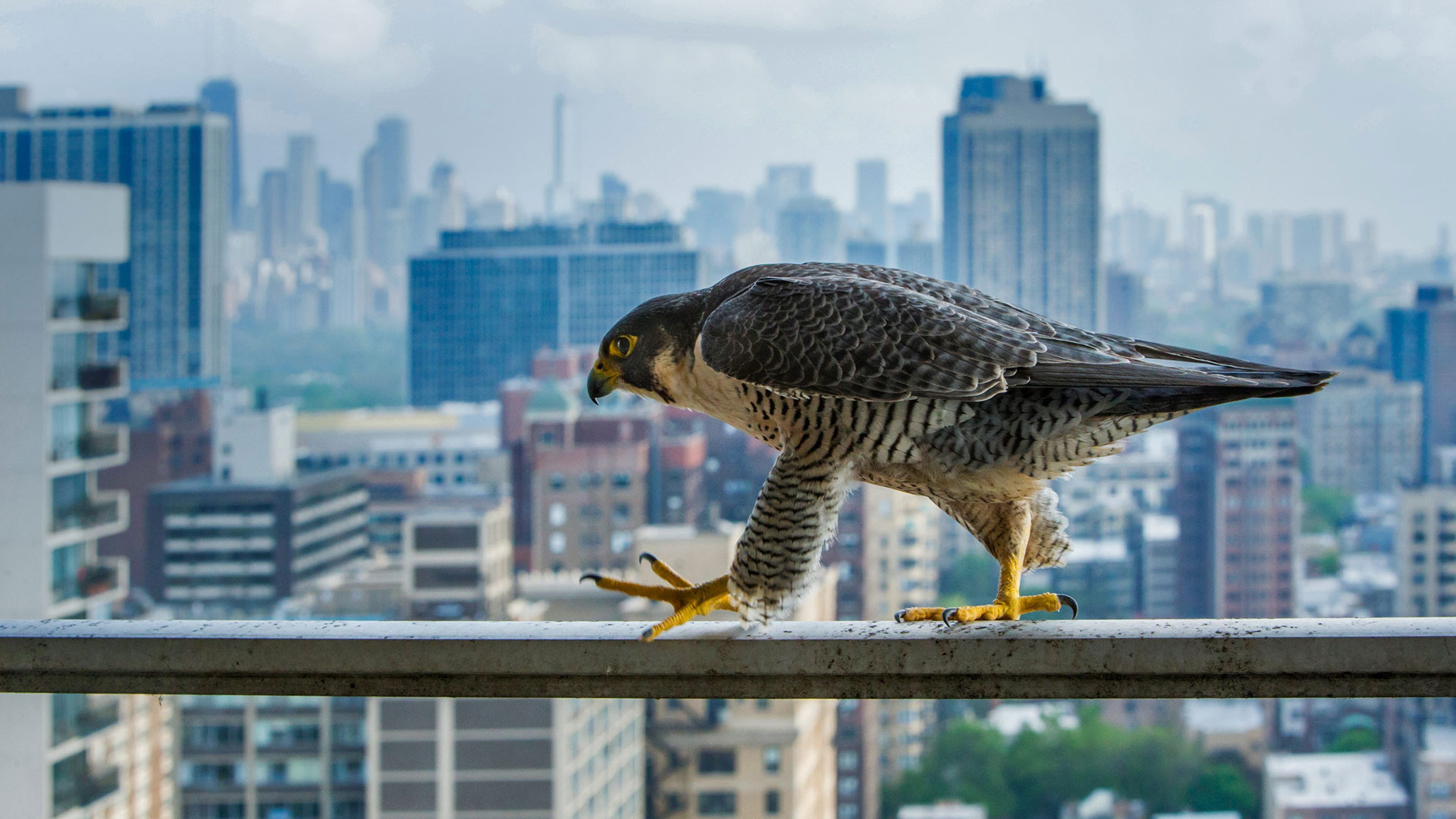 A peregrine falcon surveys the concrete canyons of Chicago, USA