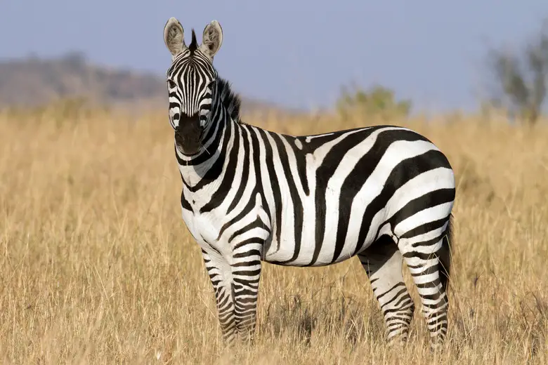 18. Zebra – 40 mph (64 kph)