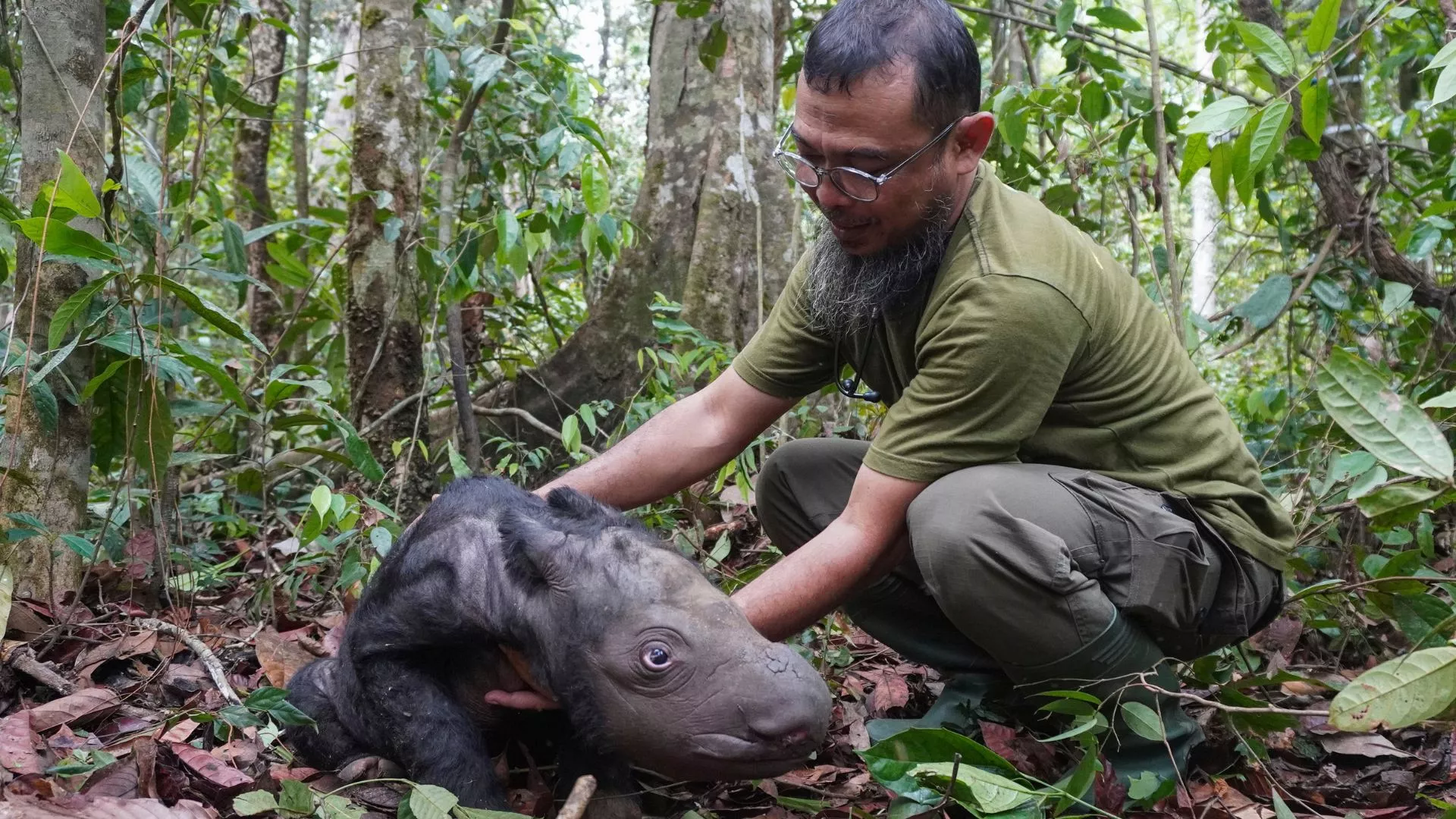 Veterinarian Zulfi Arsan tends to a newly born Sumatran rhino calf at Sumatran Rhino Sanctuary at Way Kambas National Park, Indonesia. Indonesian Ministry of Environment and Forestry via AP
