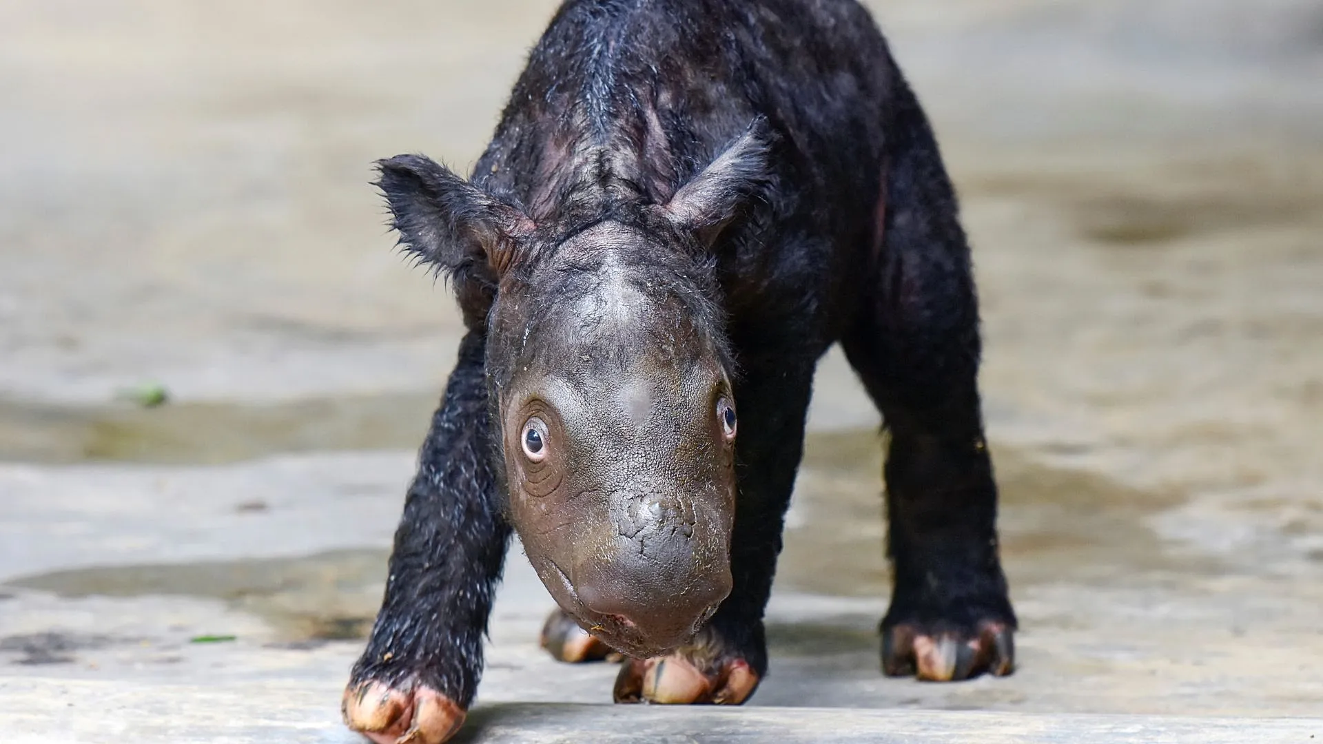 Endangered Species: Rare Sumatran Rhino Calf Born in Indonesia