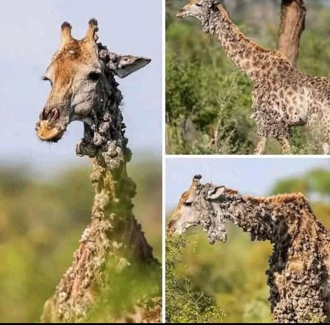 This Giraffe skin covered with bumps due to birds pecking at its skin