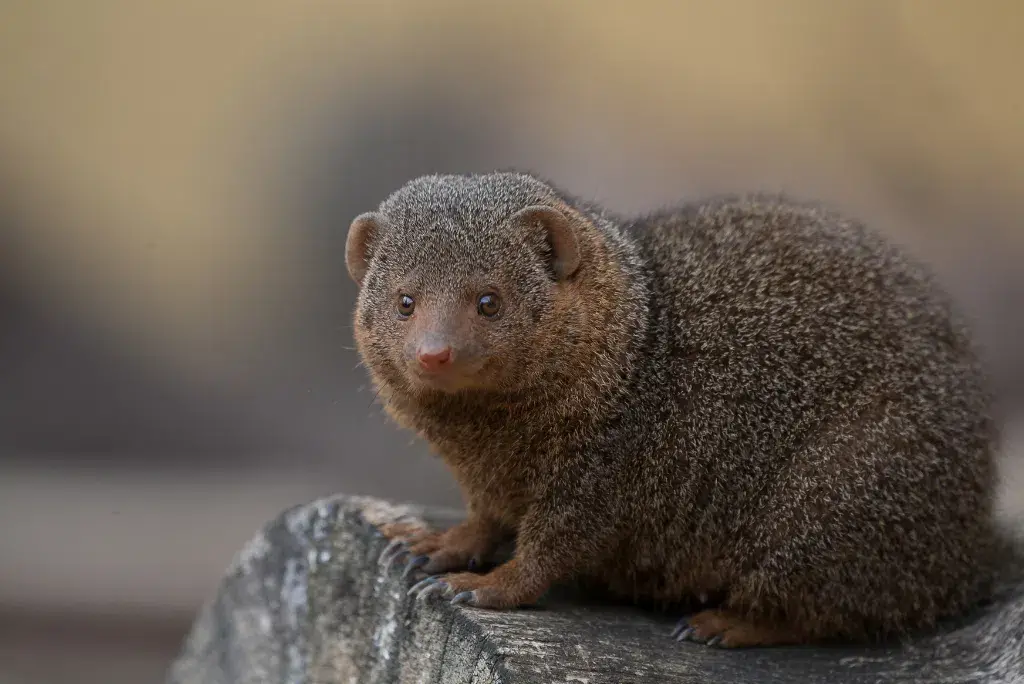 Dwarf Mongoose (Helogale parvula)