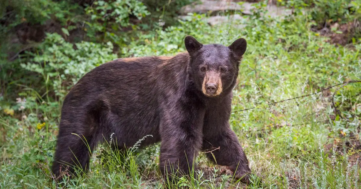 Hyperphagia-Driven Aggression: Bears in pre-hibernation (fall) are 30% more aggressive.
