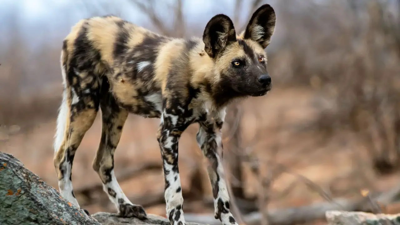 12. African Wild Dog – 44 mph (71 kph)