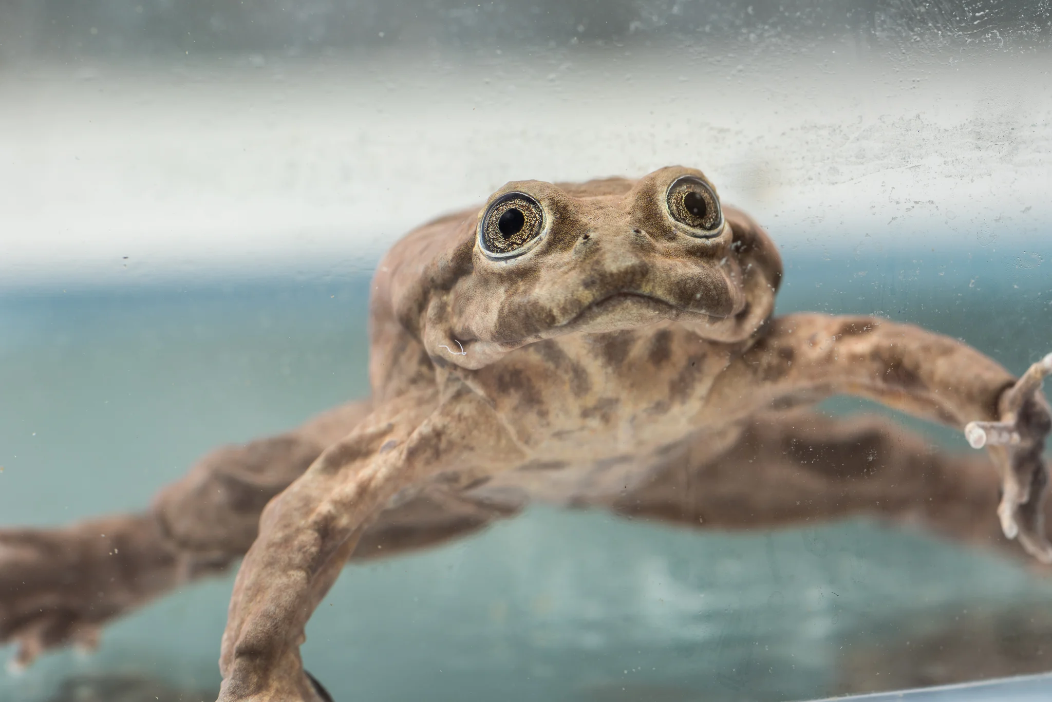 20. Titicaca Water Frog (Telmatobius culeus)