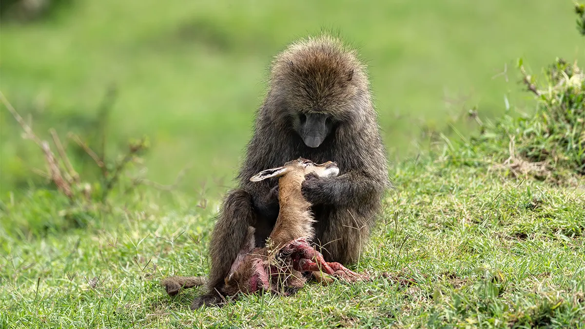 What Baboon Eats: The Key to Their Role as Pests and Predators