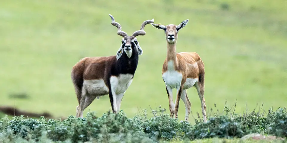 7. Blackbuck – 50 mph (80.5 kph)