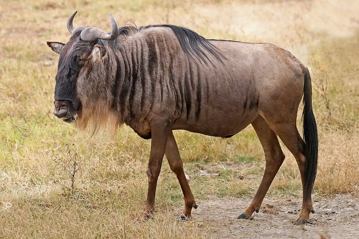 5. Wildebeest – 50 mph (80.5 kph)