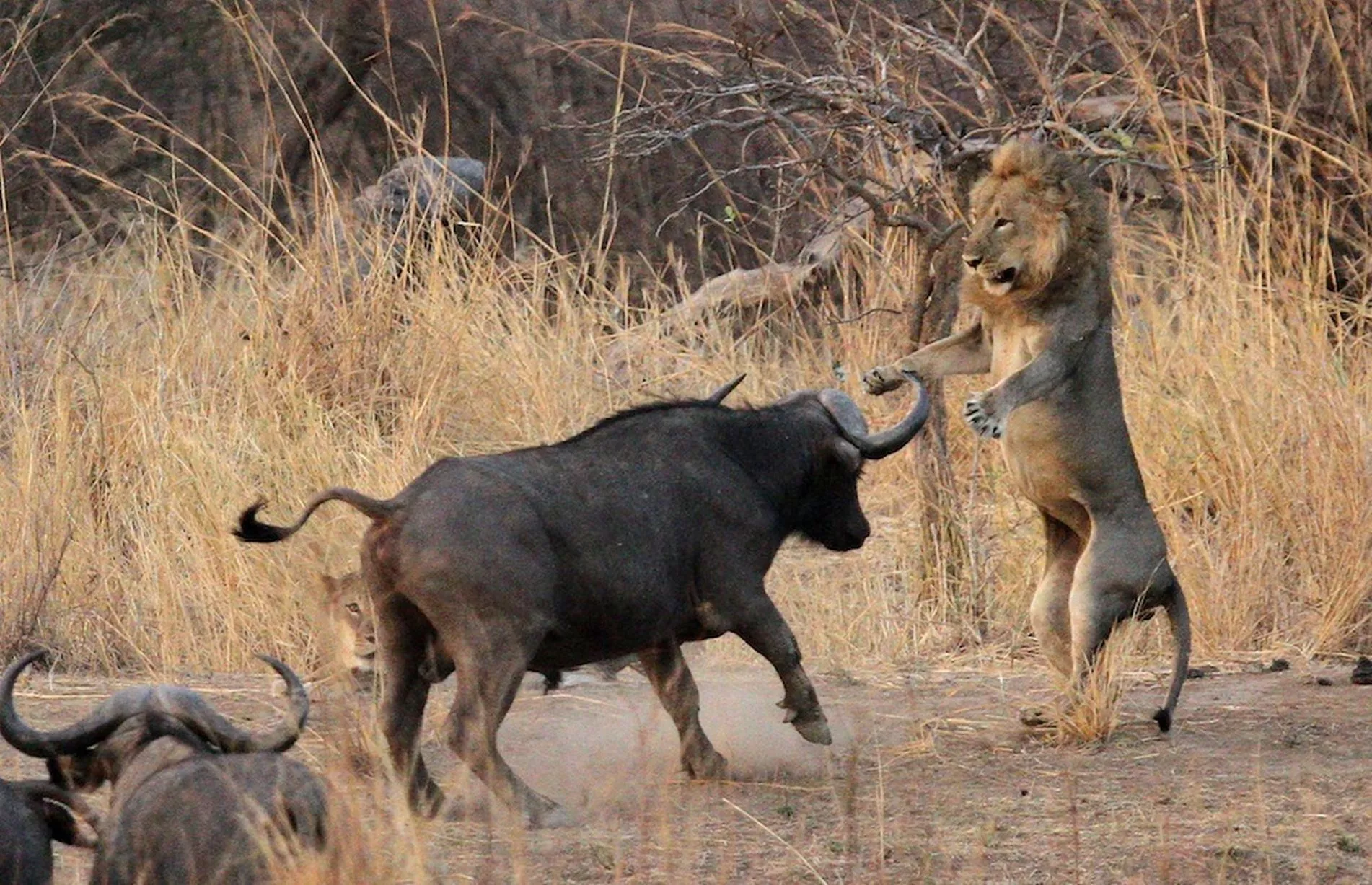 Lions vs. Buffaloes, Predators and Prey Face Off in the wild