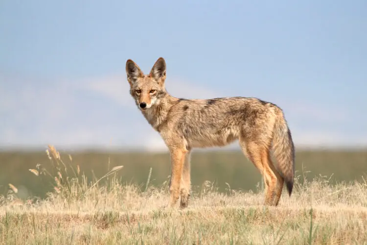 16. Coyote – 40 mph (64 kph)