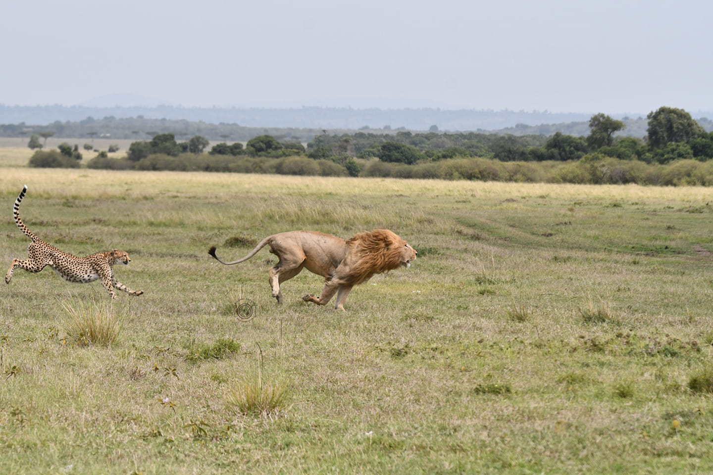 Comparing the Speed of Lions and Cheetahs, Who is the Fastest Predators