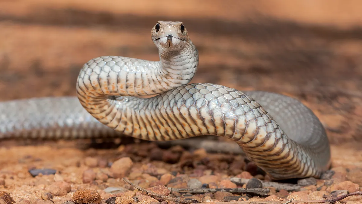 The Fastest Snake in the World: Speed, Species, and Surprising Facts