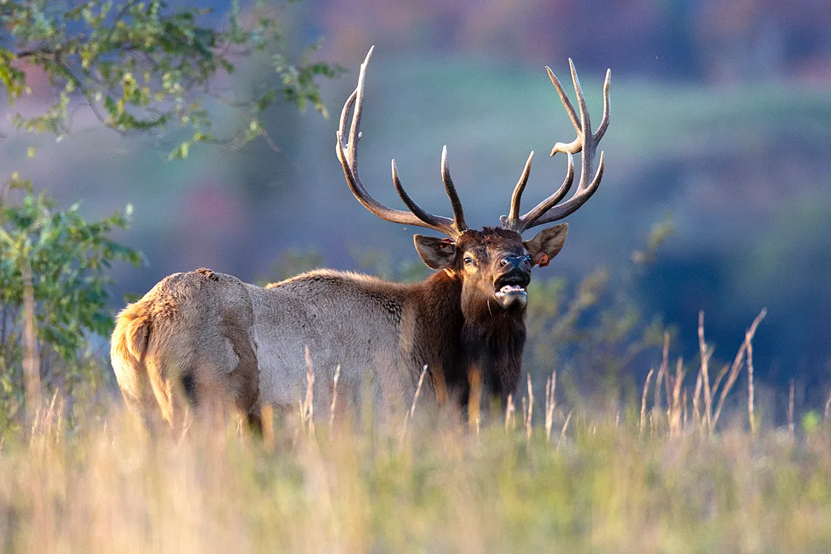 10. Elk – 45 mph (72 kph)