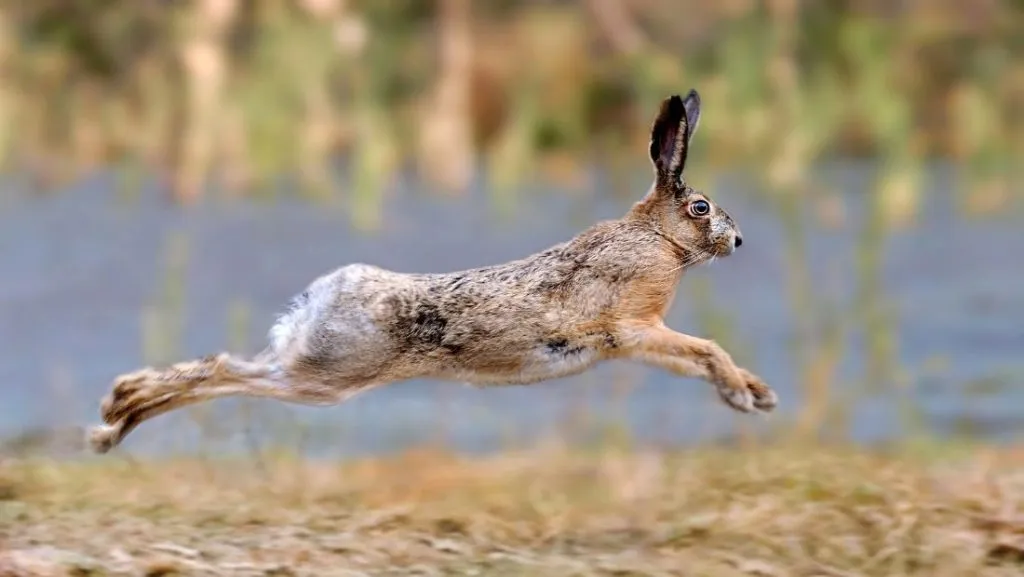 8. Hare – 48 mph (77 kph)