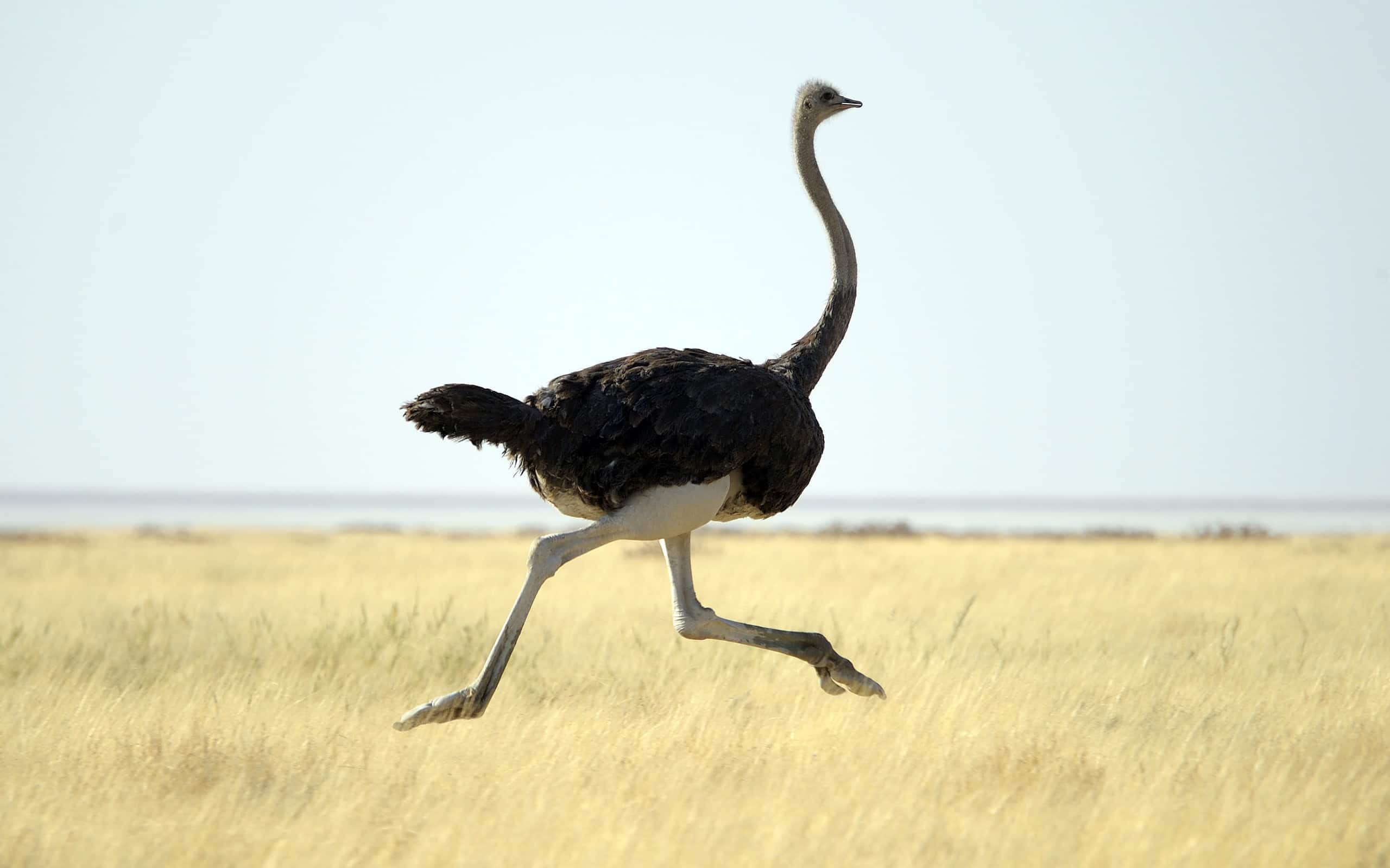 13. Ostrich – 43 mph (70 kph)