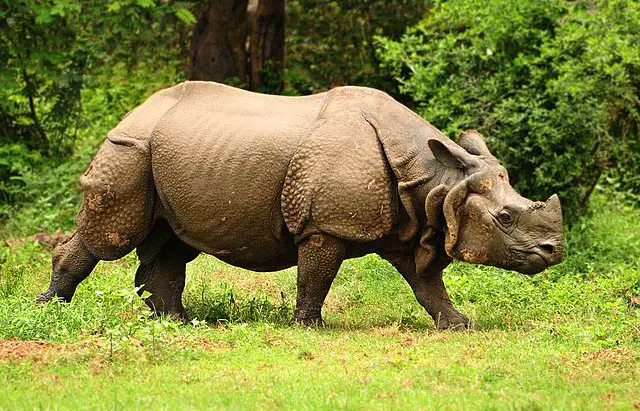 Indian Rhinoceros (Rhinoceros unicornis):