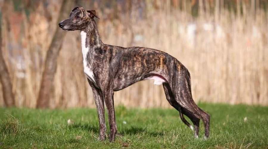 9. Greyhound – 45 mph (72 kph)