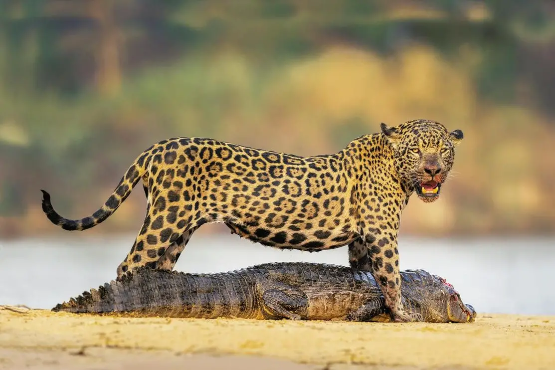 Why Jaguars Hunt Caimans