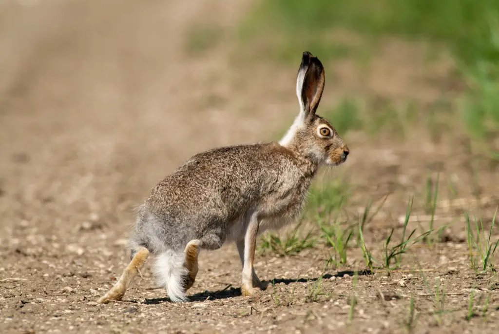 15. Jackrabbit – 40 mph (64 kph)