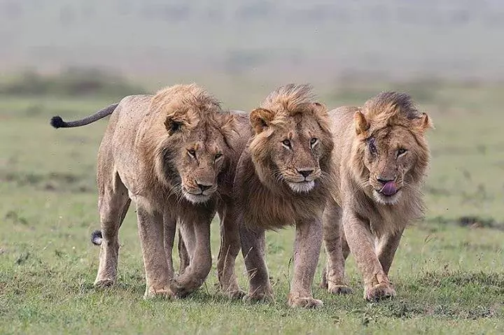 Scarface lion brothers