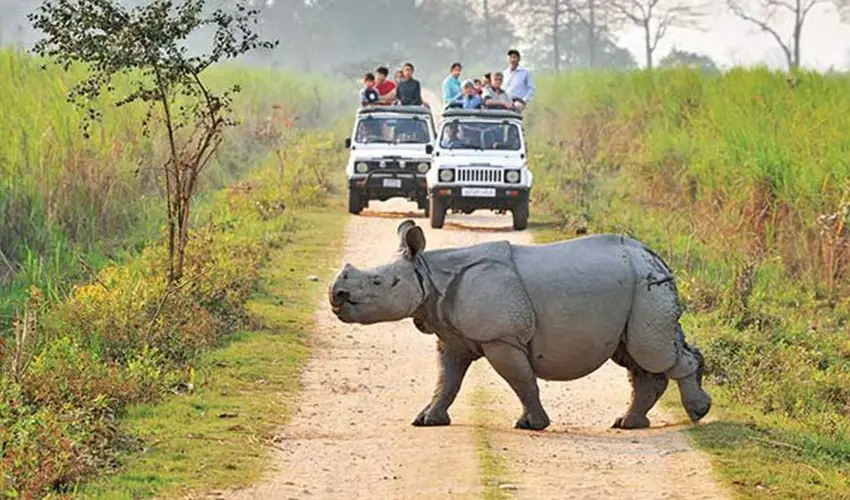 The Best National Parks in India for Wildlife Safari Adventures