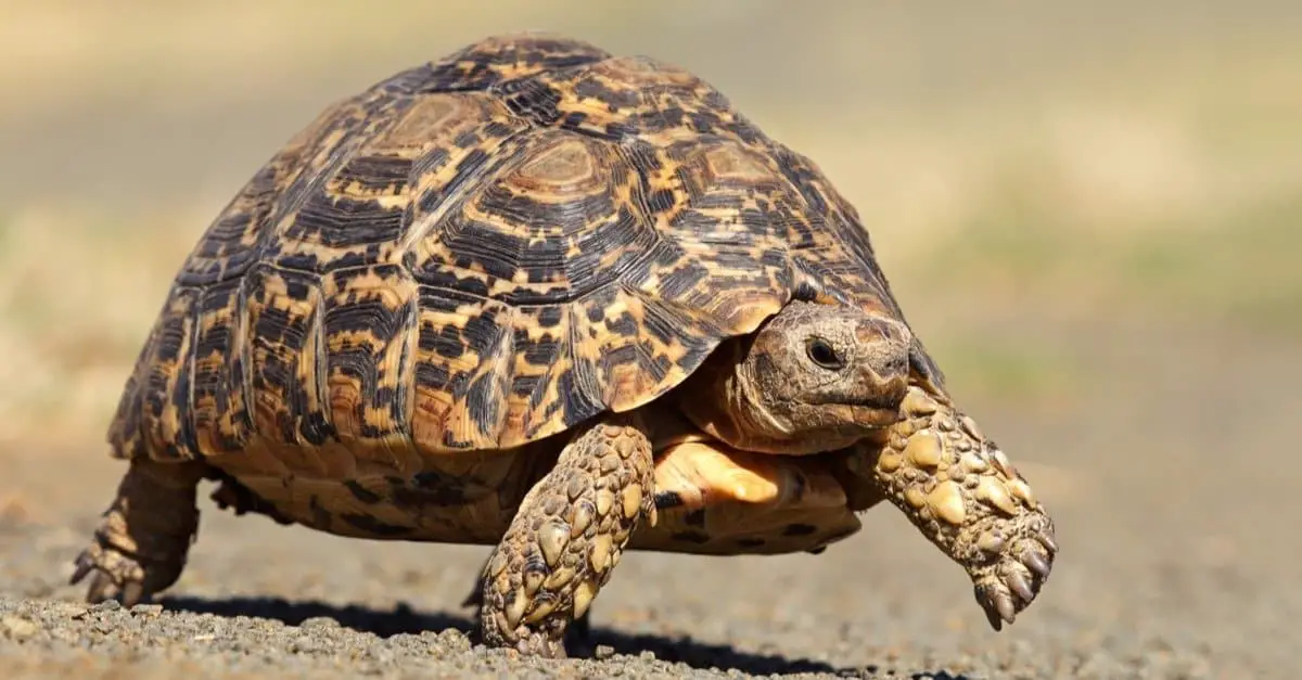 Leopard Tortoise (Stigmochelys pardalis)