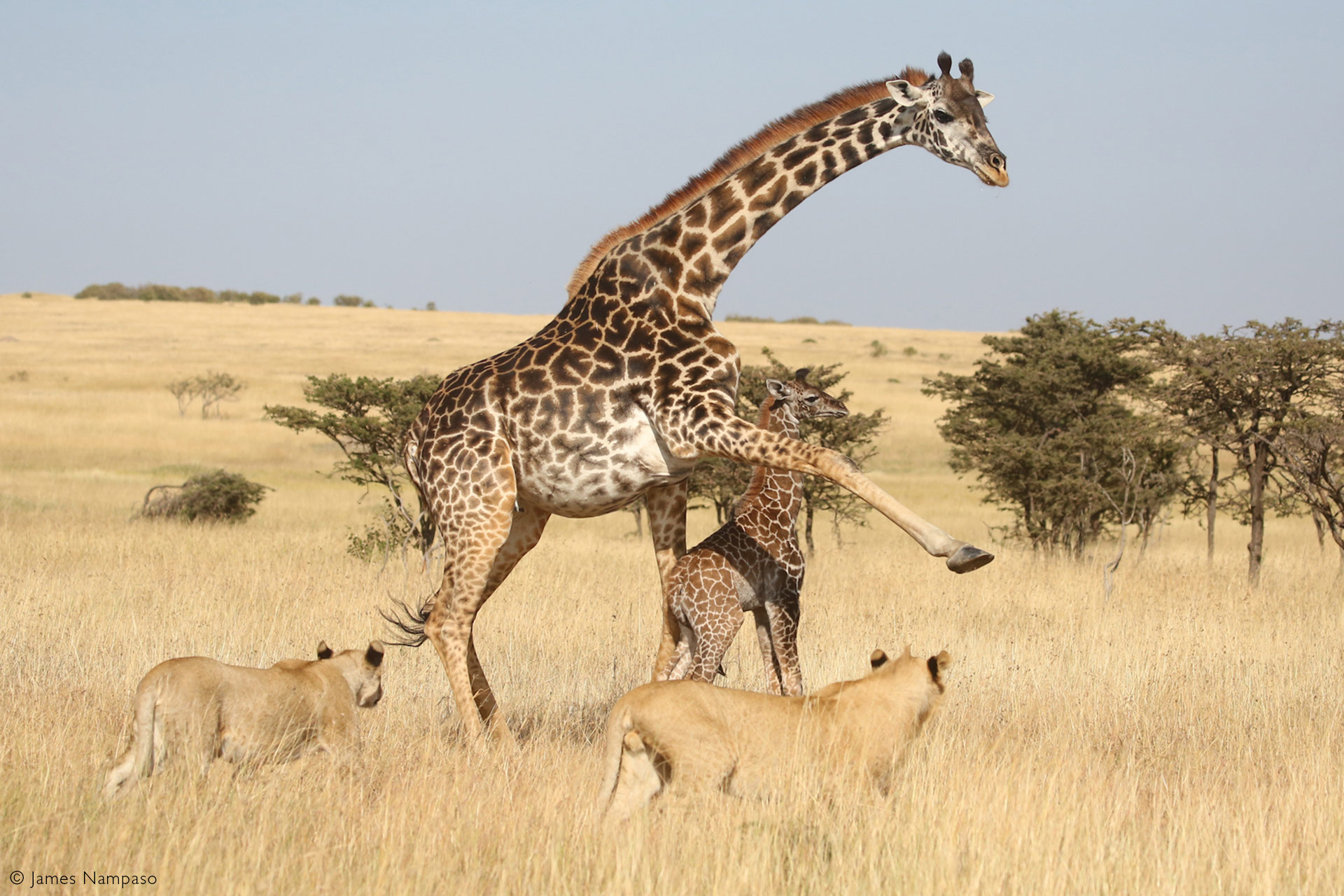 Challenges Giraffes Face in the Wild and their survival strategies