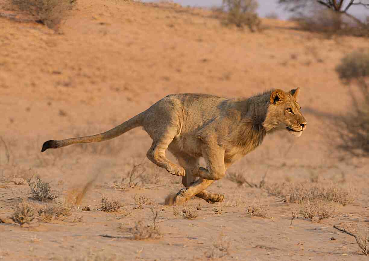 Lion Top Speed 50 mph (80 km/h) in short sprints.