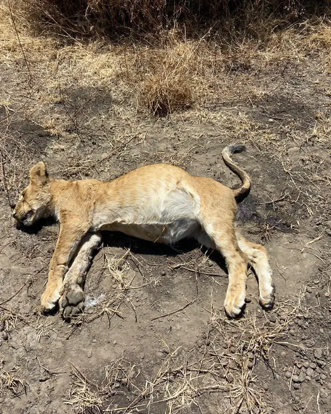 10 Lions Killed in Suspected Poisoning Revenge Attack Near Ndutu, Ngorongoro