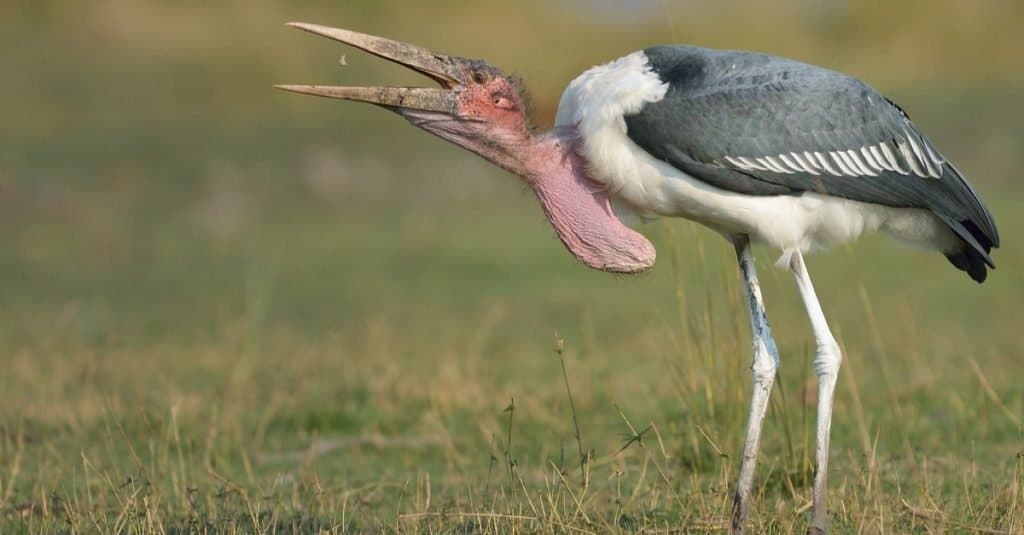 6. Marabou Stork (Leptoptilos crumenifer)