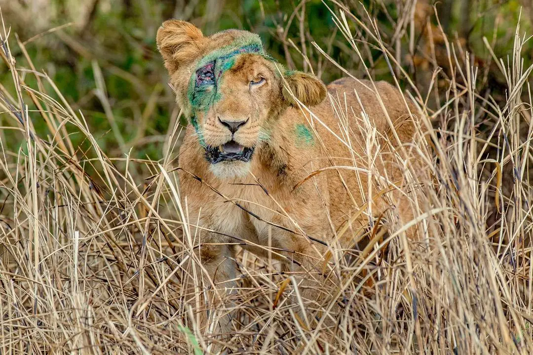 After receiving initial treatment for her wounds, the lioness' condition worsened, leaving her weak. Soon after this photo, veterinarians captured and provided further care, leading to her full recovery. Photo by Steve Winter