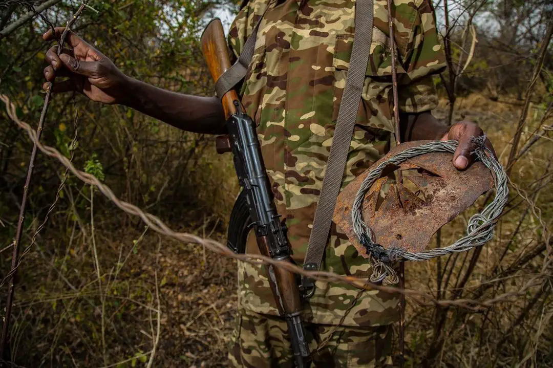 A Ugandan Wildlife Authority ranger displays a recovered snare from southern Queen Elizabeth National Park, used to trap animals that lions hunt, sometimes ensnaring lions unintentionally. Photo by Steve Winter