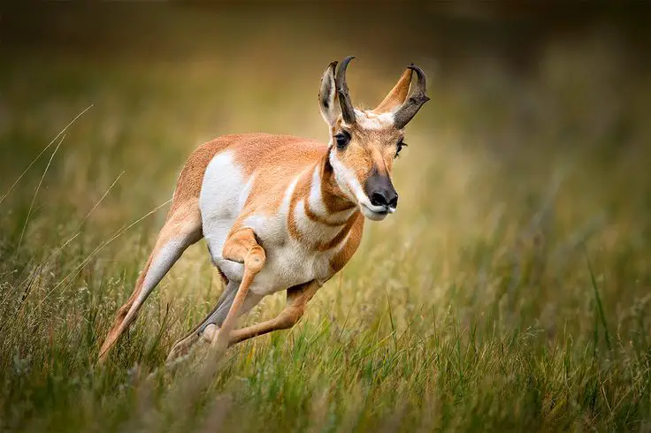 2. Pronghorn Antelope – 55 mph (88.5 kph)