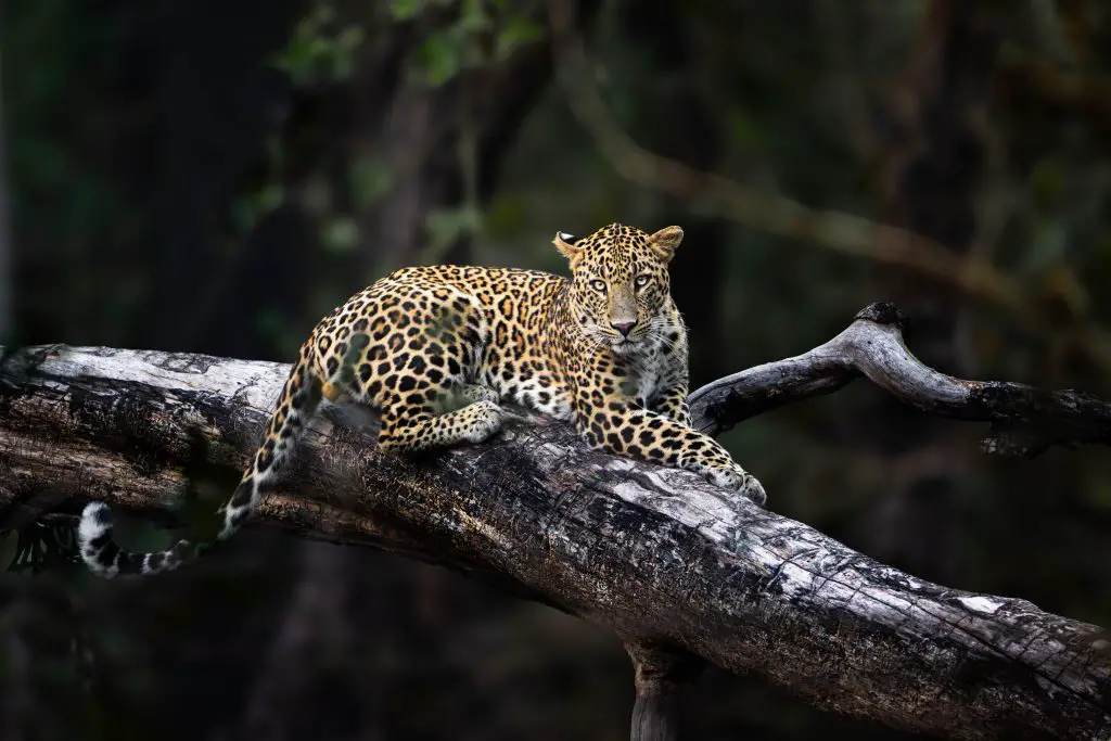 Pench National Park