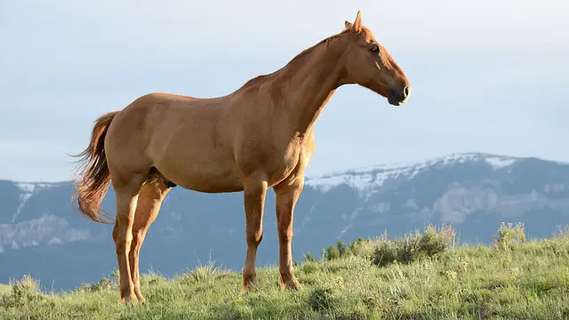 4. Quarter Horse – 55 mph (88 kph)