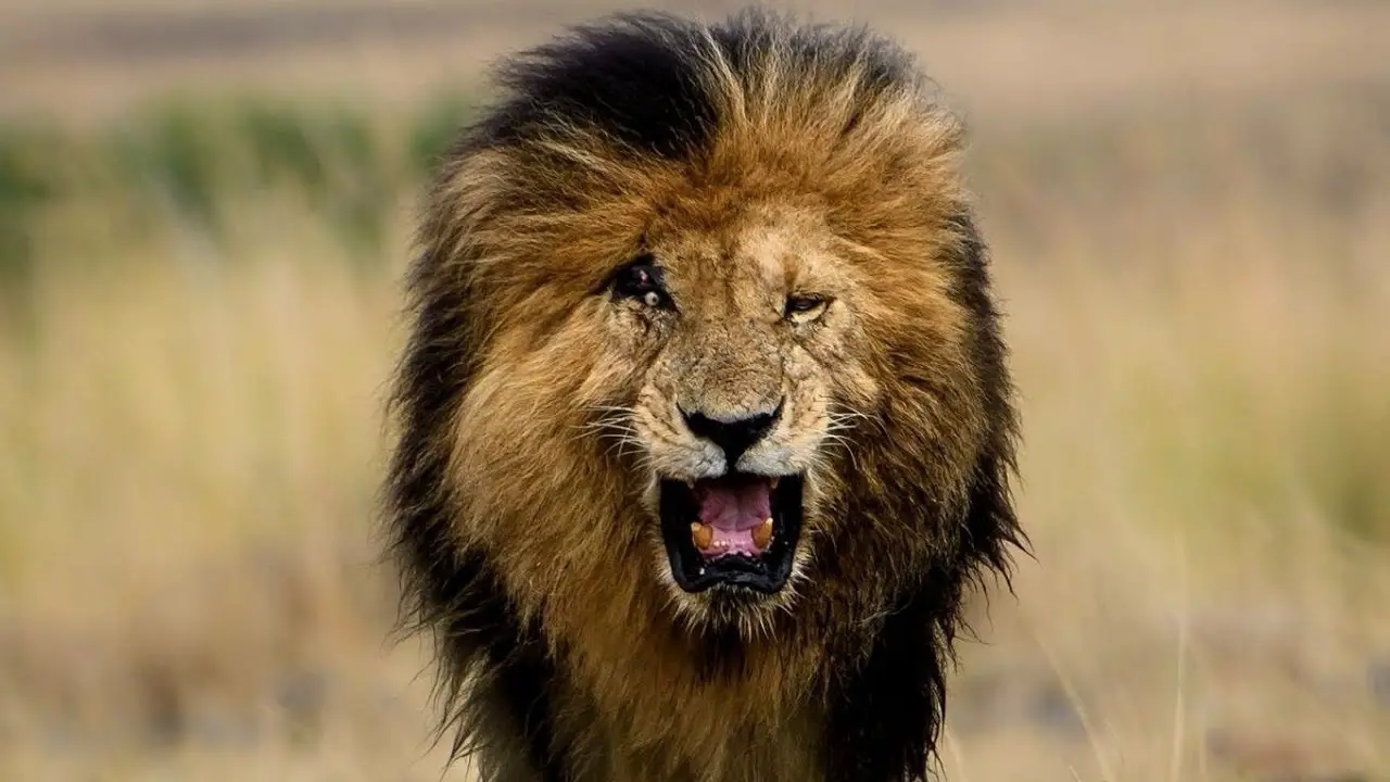 Scarface Lion Death and Legacy of the Maasai Mara King