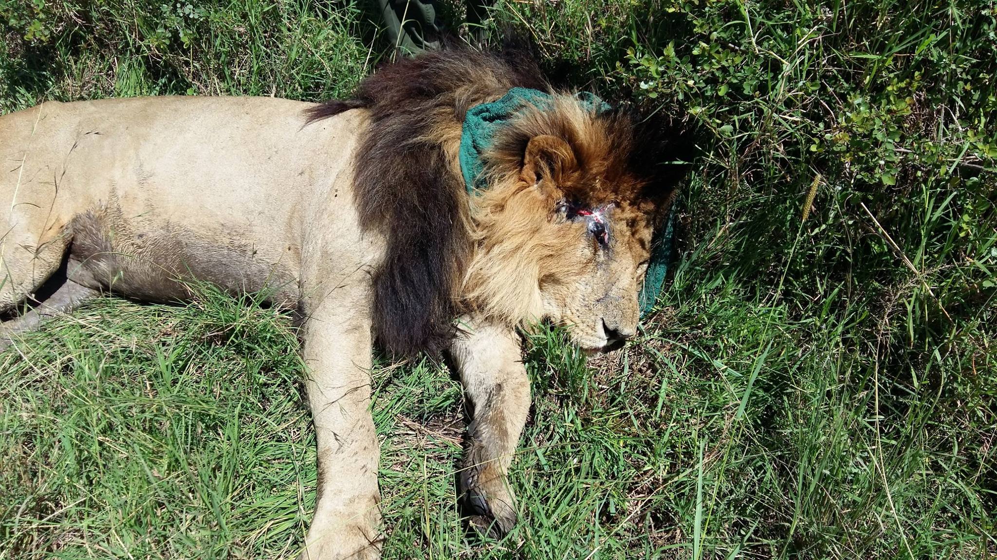 Scarface Lion: Last Photos and Videos