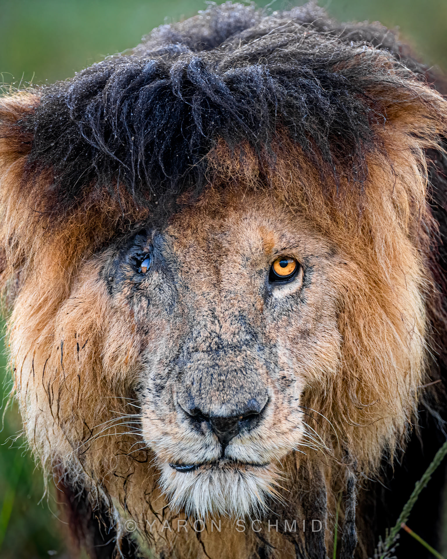 A Rare Encounter with Scarface Lion, Africa’s Most Iconic Lion