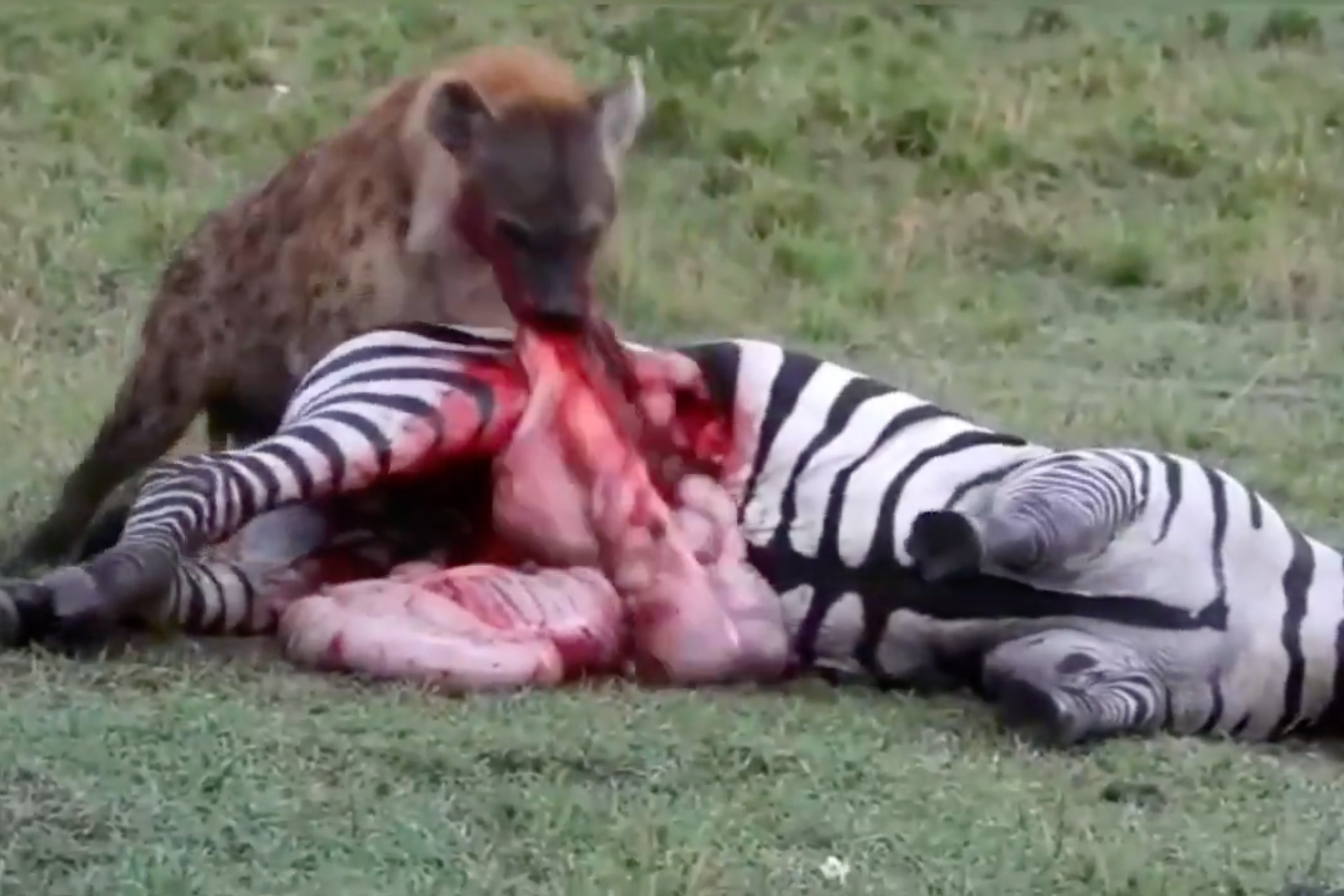 The Circle of Life in Action, Watch the Dramatic scene Hyenas take on a Zebra