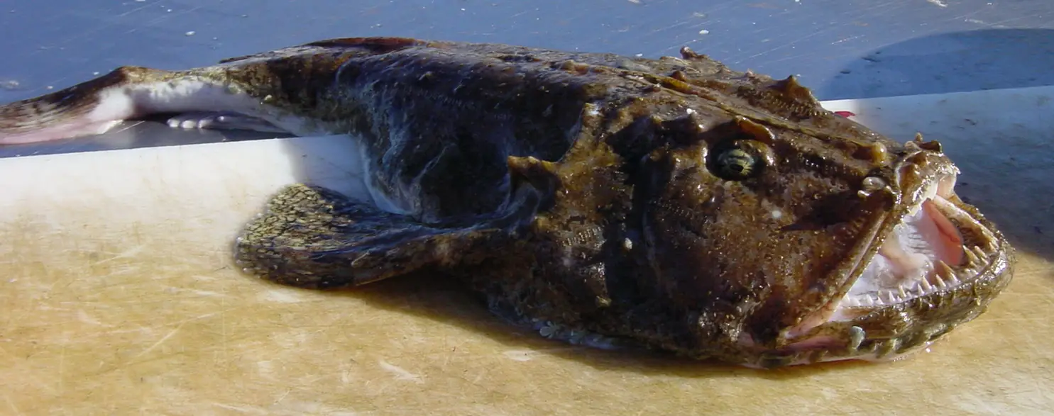 14. Monkfish (Lophius spp.)