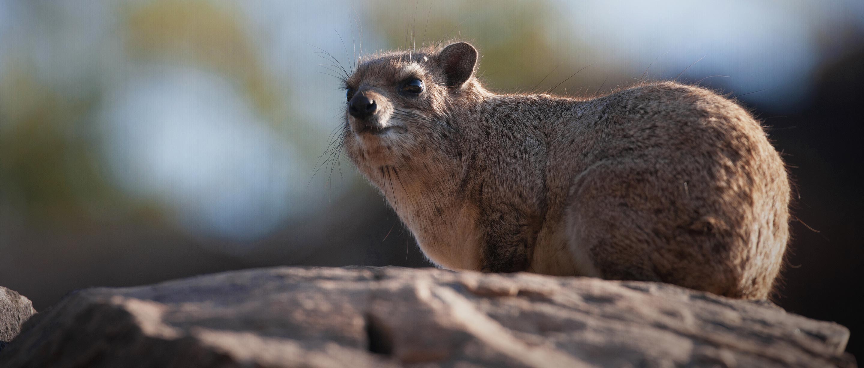 Rock Hyrax (Procavia capensis)