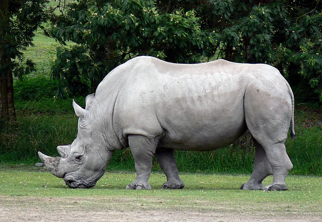 White Rhinoceros (Ceratotherium simum):