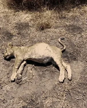 Mamlaka_ya_Hifadhi_ya_Eneo_la_Ngorongoro_(NCAA)_imetangaza_kuanza_uchunguzi_wa_kina_wa_kubaini_c_(1).jpg