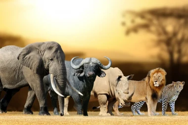 Ultimate-Guide-To-Spotting-The-Big-5-In-Kruger-National-Park