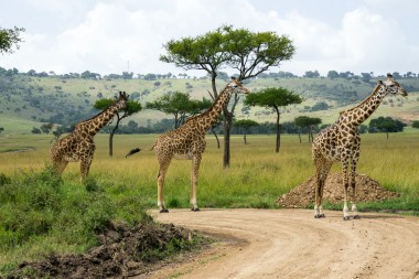 tanzania-vs-kenya-safari-2