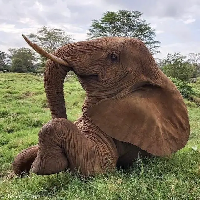 Elephants possess a remarkable level of emotional awareness