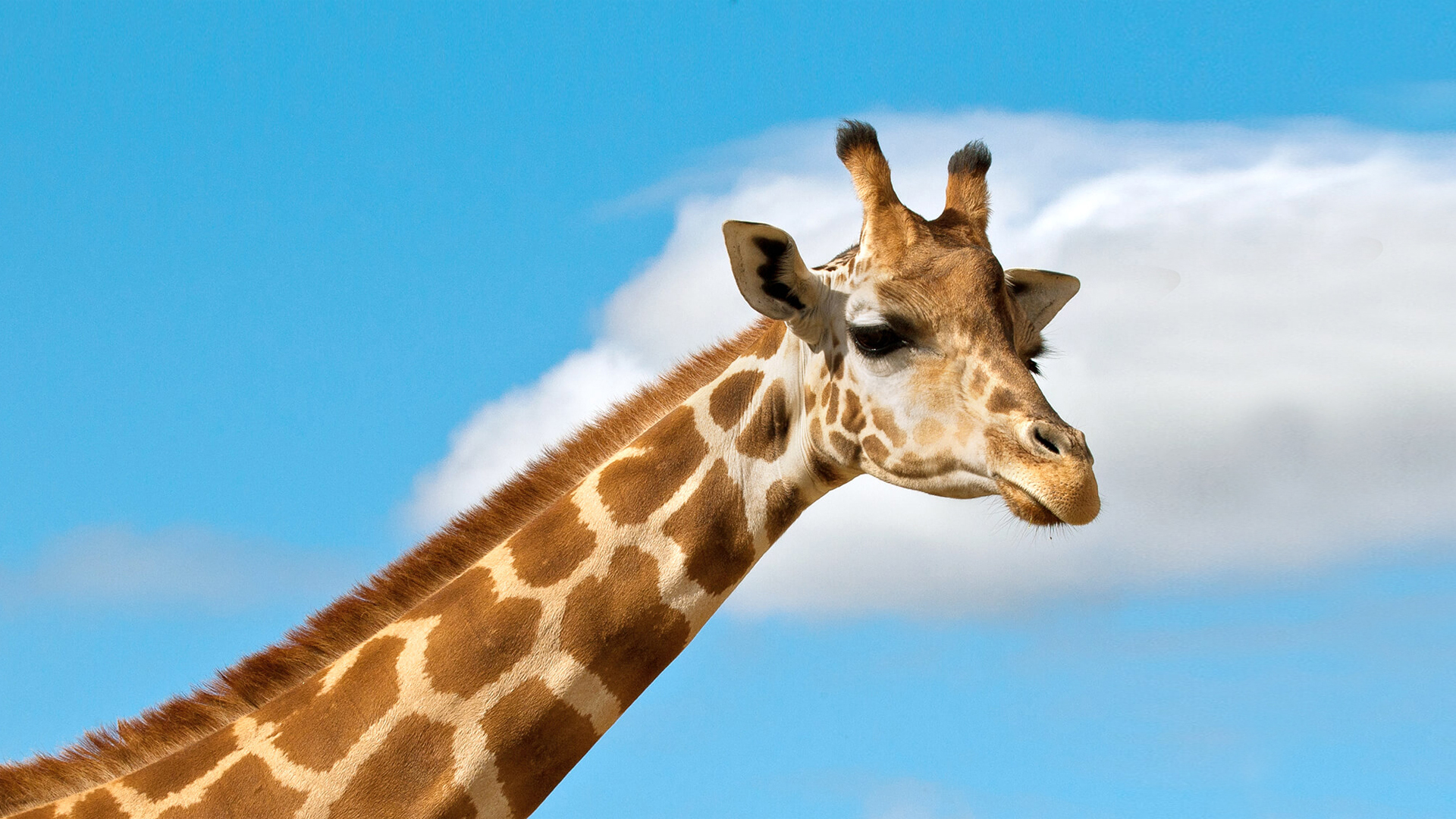 5 Fascinating Facts About Giraffes You Probably Didn’t Know