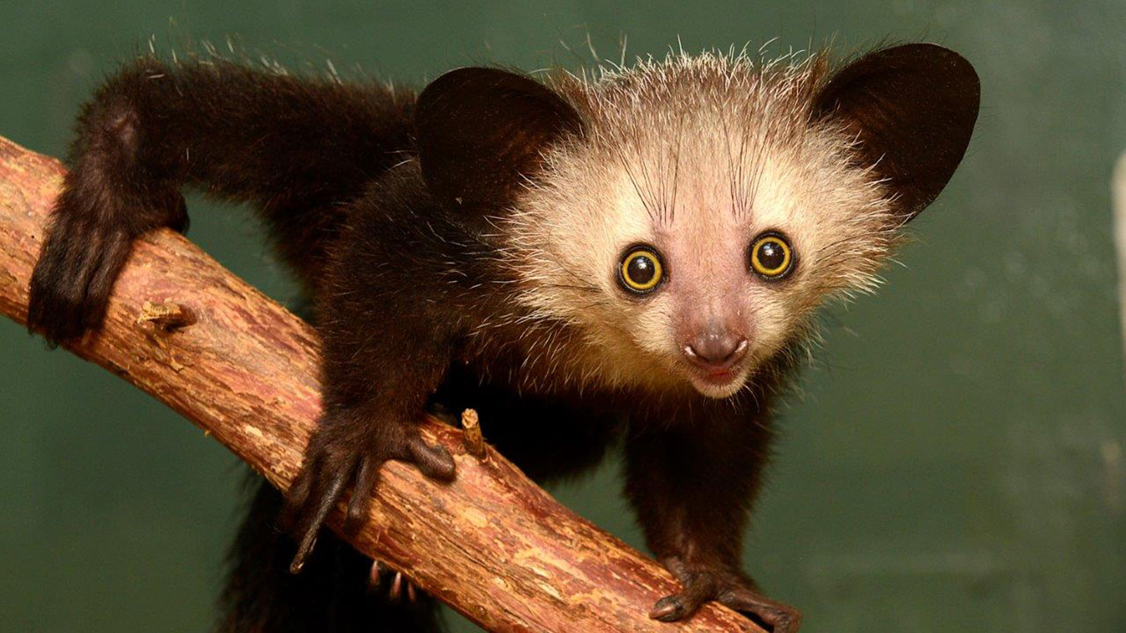 3. Aye-Aye (Daubentonia madagascariensis)