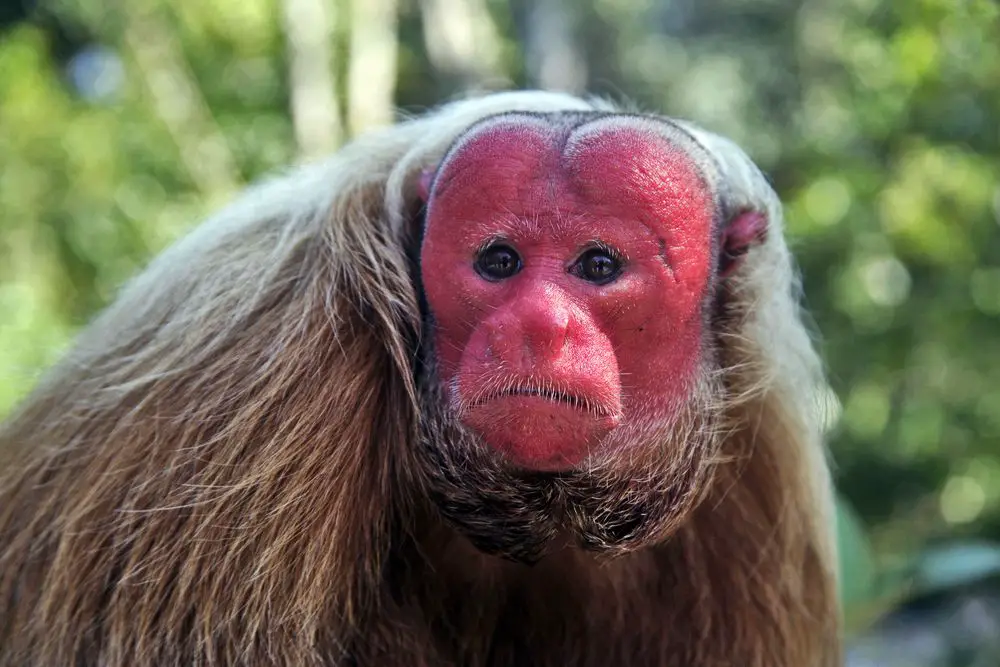 12. Bald Uakari (Cacajao calvus)