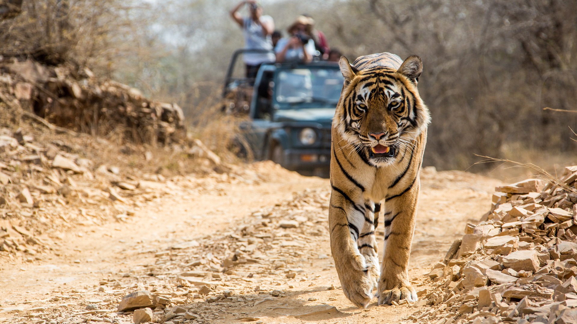 The Best National Parks in India for Wildlife Safari Adventures